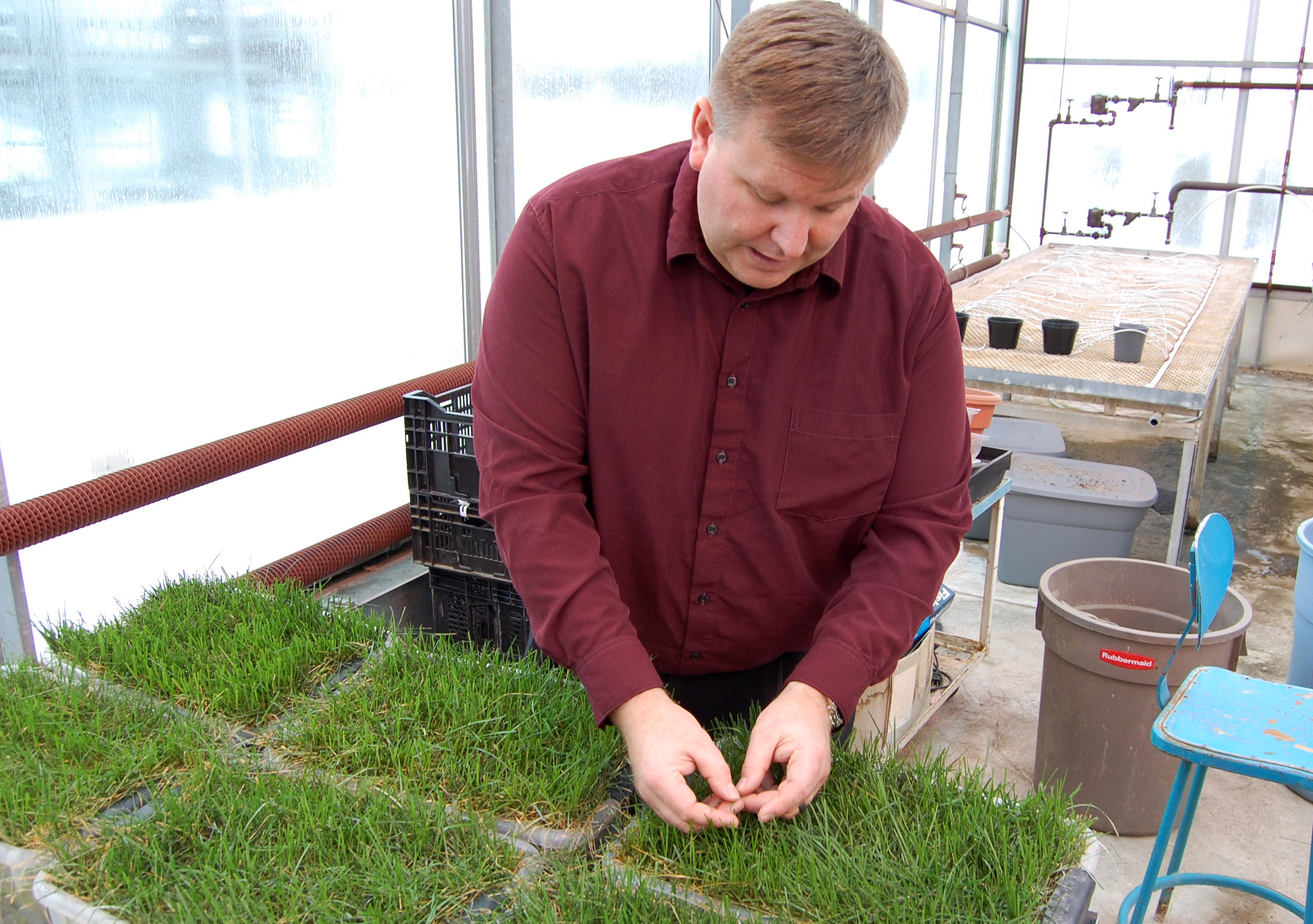 Eric Lyons checks on a blend of grasses he planted for the Blue Jays project inside a University of Guelph greenhouse (Greg Mercer)