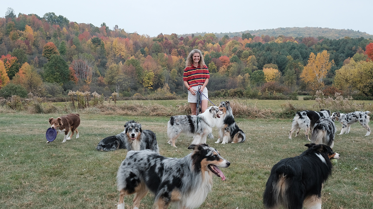 australian shepherd westminster 2016 big read meet holster the world u0027s most famous agility dog australian shepherd westminster 2016 big read meet holster the world u0027s most famous agility dog