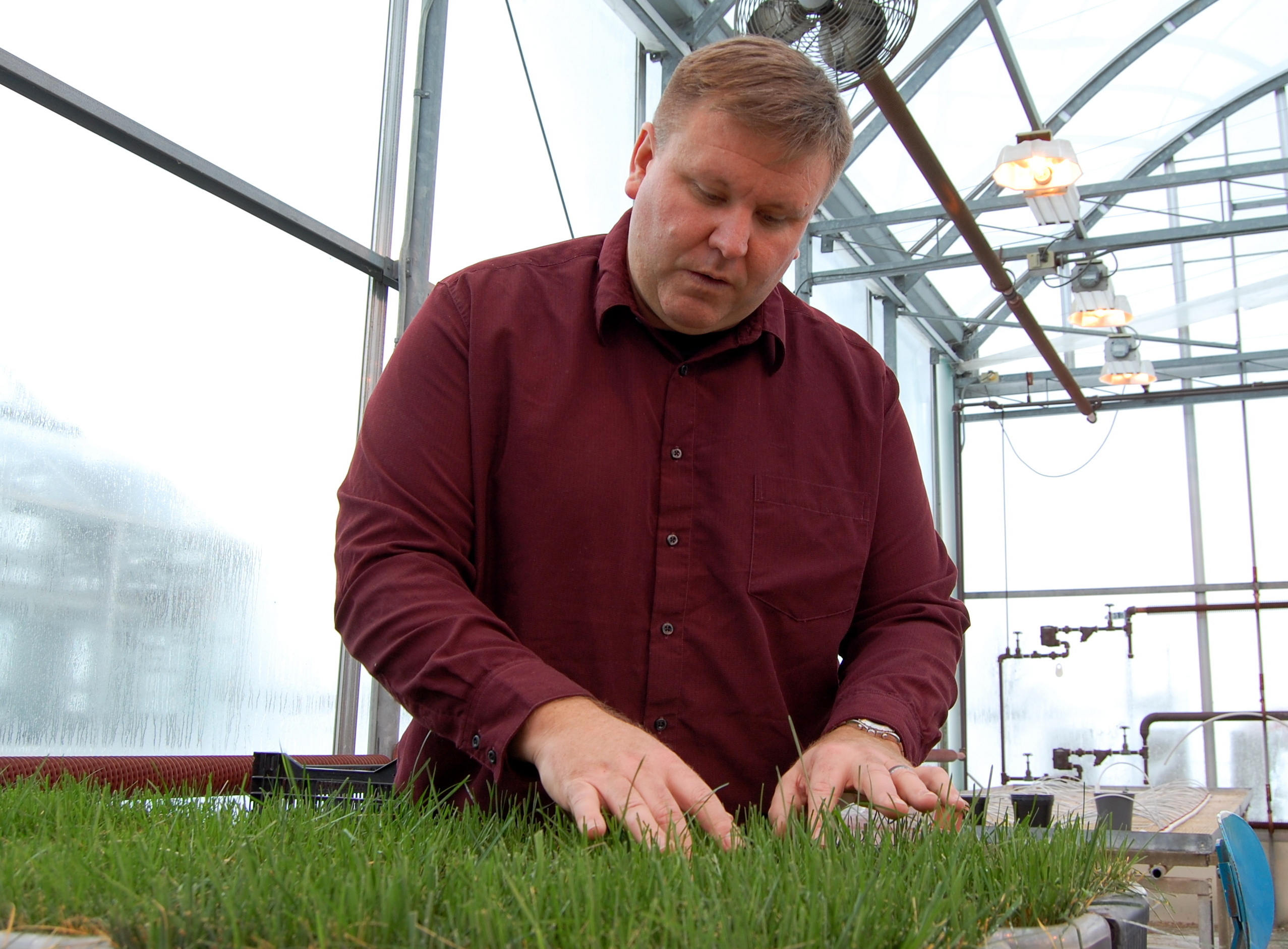 Eric Lyons checks on a blend of grasses he planted for the Blue Jays project inside a University of Guelph greenhouse (Greg Mercer)